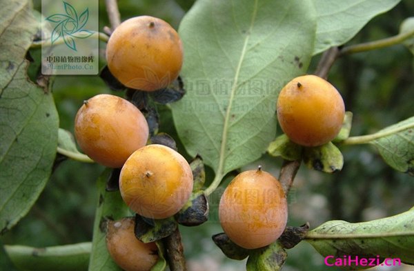即将成熟的黑枣 图片来自http://www.plantphoto.cn/tu.aspx?id=57248
