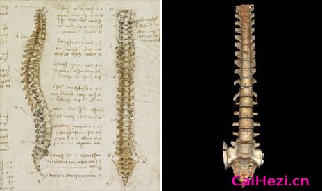 达芬奇绘制的脊骨素描图与数字成像技术获取的脊骨图像对比