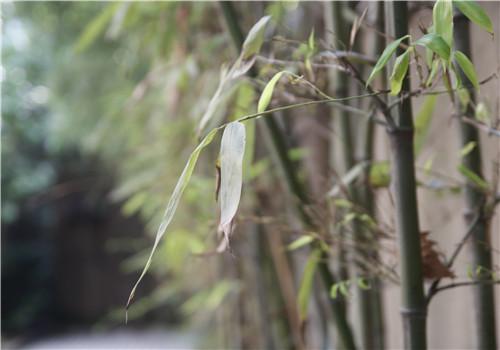 竹叶