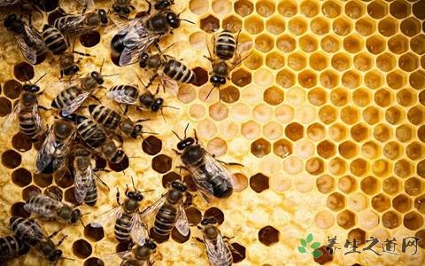 兄弟驯蜂年入百万 被毒蜂蛰伤后怎么处理