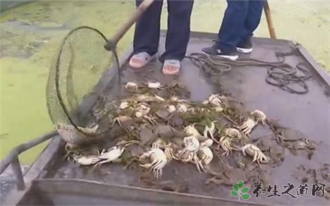 万亩鱼蟹死绝 螃蟹怎么保鲜