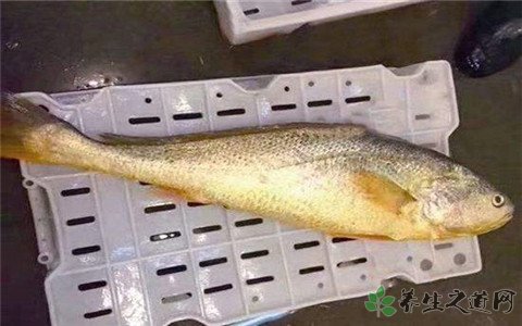 大黄鱼卖出轿车钱 黄鱼和黄花鱼的区别 大黄鱼卖出轿车钱 黄鱼和黄花鱼的区别