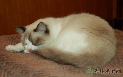 微信购到病瘟猫 买猫时如何判断猫是否健康