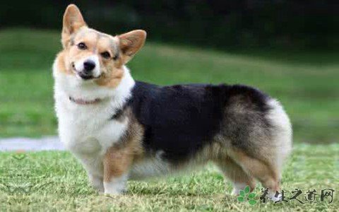 女童遭恶犬围攻 被狗咬伤要怎么处理